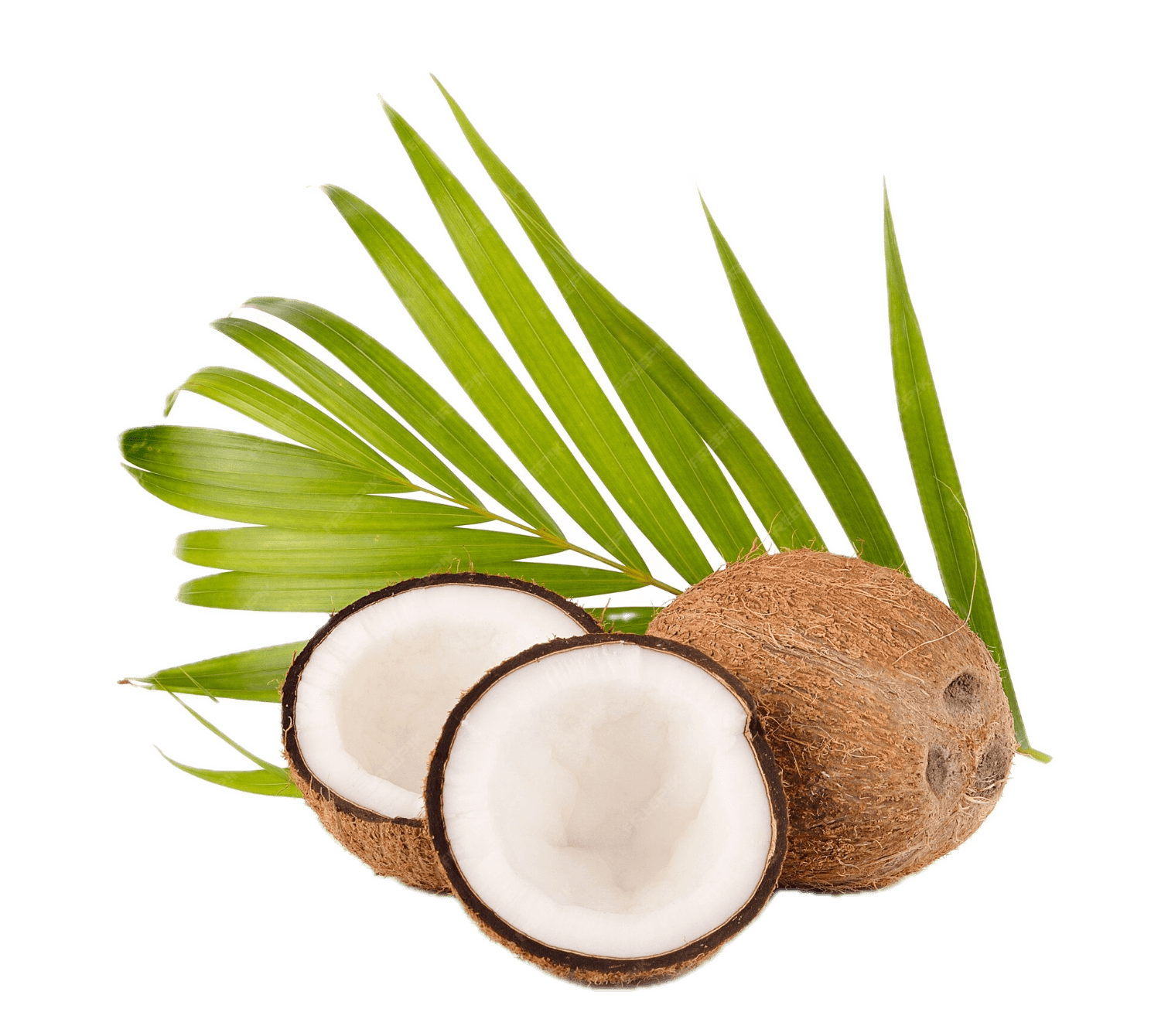 Coconut